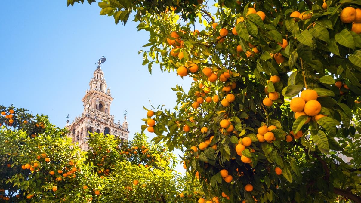 Fly Drive Paradores Rondreis Andalusie individueel en op maat vanaf Malaga 18
